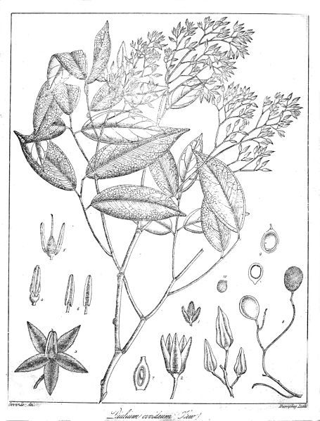 File:Dialium ovoideum Govindoo.jpg