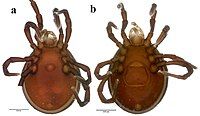 Ventral views of male (left) and female (right) of Diplothyrus lecorrei (Holothyrida, Neothyridae)