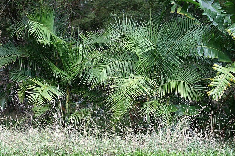 File:Dypsis baronii.jpg