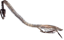 Photo of a mounted skeleton on a transparent background