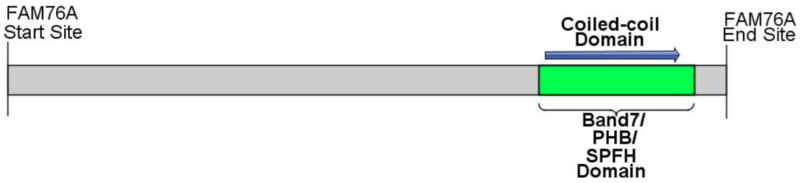 File:FAM76A Protein Domain.png