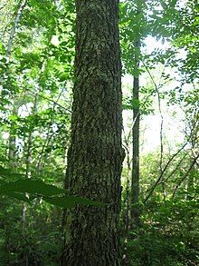 Image of black ash trunk. Tree is located in a seasonally wet, riparian habitat near a small-scale stream. Tree bark is corky and spongy.