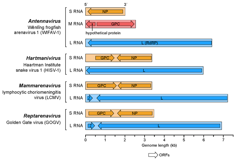 File:Genomes of Arenaviridae.png