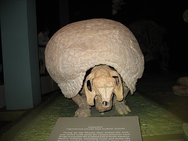 File:Glyptotherium.jpg