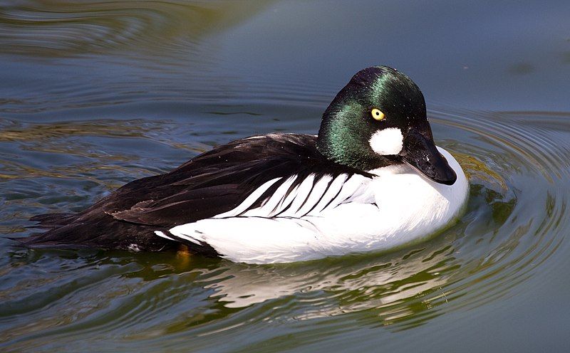 File:Goldeneye (8678659792).jpg