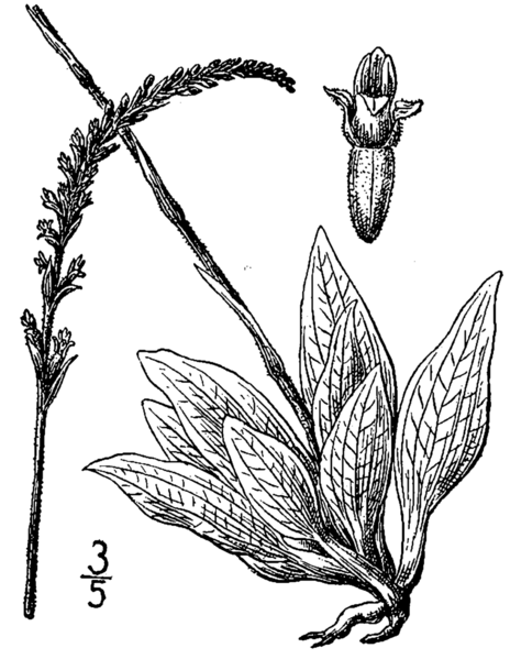 File:Goodyera tesselata BB-1913.png