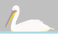 Great White Pelican