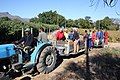 Guava harvesters, South Africa