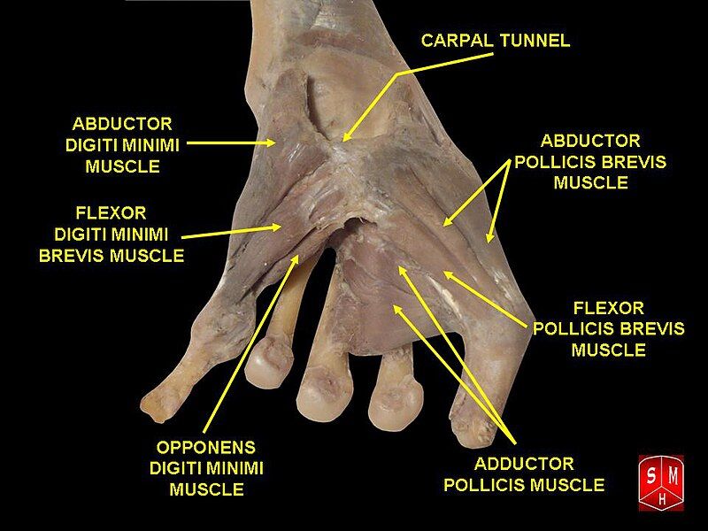 File:Hand dissection 6.jpg