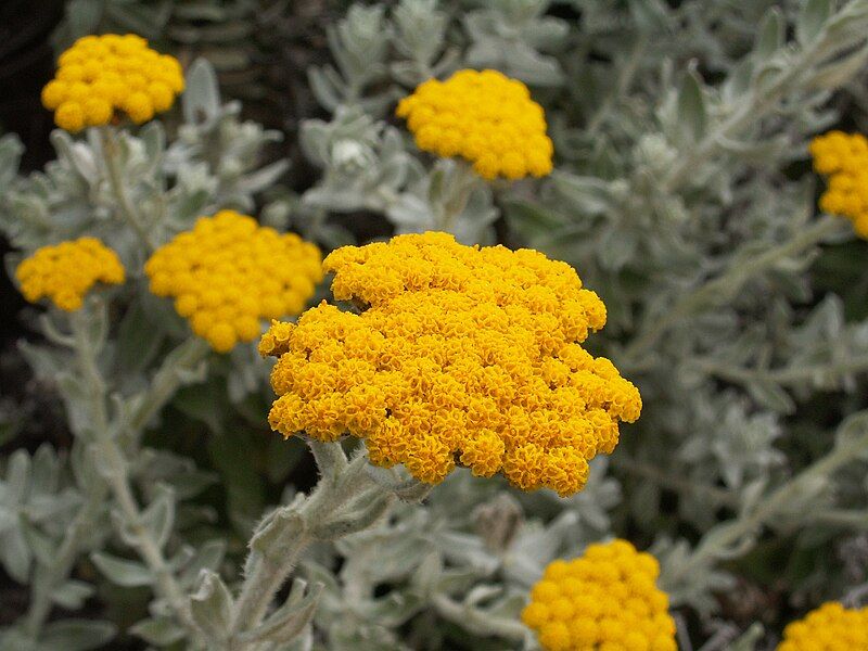 File:Helichrysum moeserianum 2.jpg