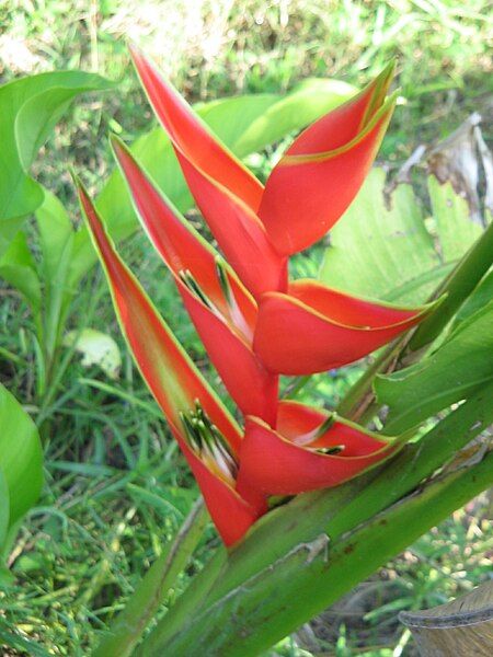 File:Heliconia bourgaeana1.JPG