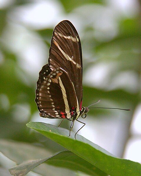 File:Heliconius charithonia ventral.jpg