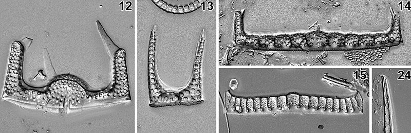 File:Hemiaulus.jpg