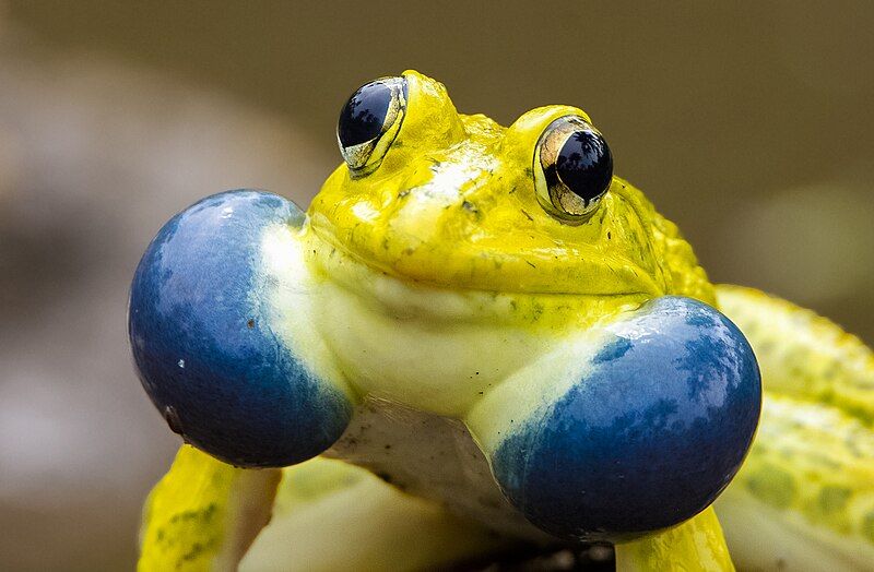 File:Hoplobatrachus tigerinus,Alapuzha.jpg