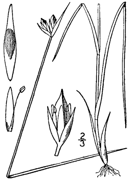 File:Juncus stygius BB-1913.png