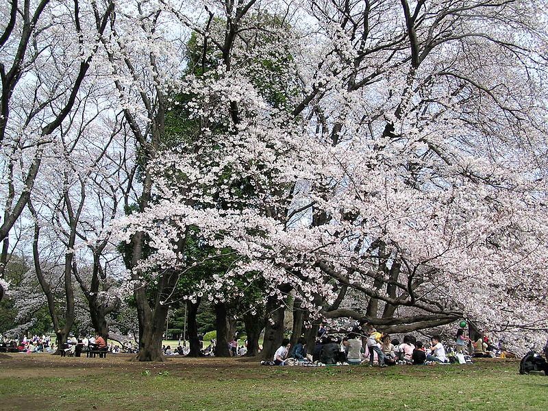 File:Kinuta-hanami.jpg