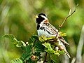 Lapland Bunting