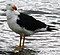 Pacific Gull