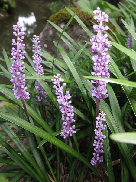 File:Liriope muscari 4.JPG