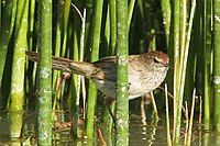 Little Grassbird