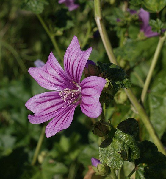 File:Malva-sylvestris-20070430-1.jpg