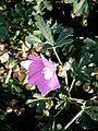 Malva alcea close-up