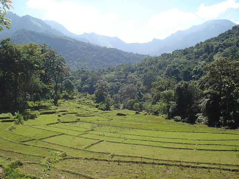 File:Meemure Paddy Fields.JPG