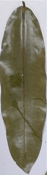 File:Mesua ferrea leaf.png