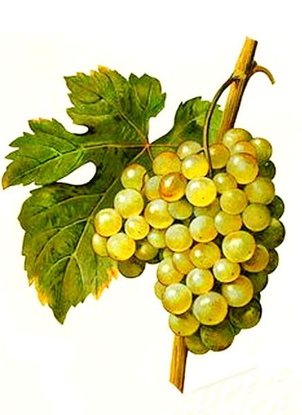 File:Muscat de Saumur.jpg