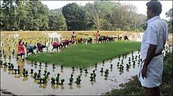 Paddy Cultivation in Kuppepadavu