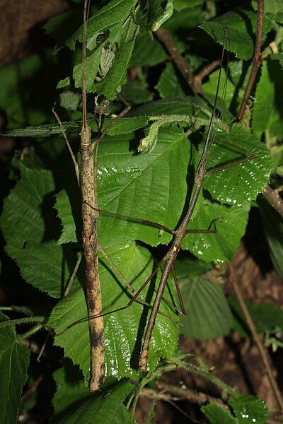 File:Oxyartes spinipennis pair.JPG