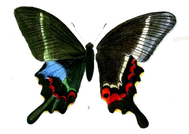 File:PapilioKrishna 490 2.jpg