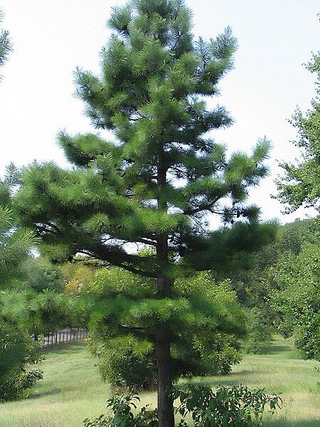 File:Pinus echinata 4zz.jpg