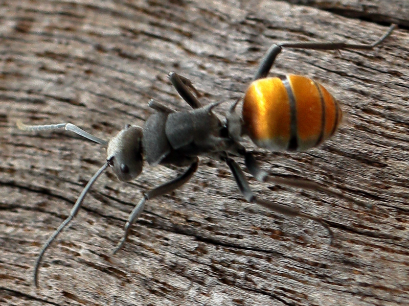 File:Polyrhachis thusnelda.png