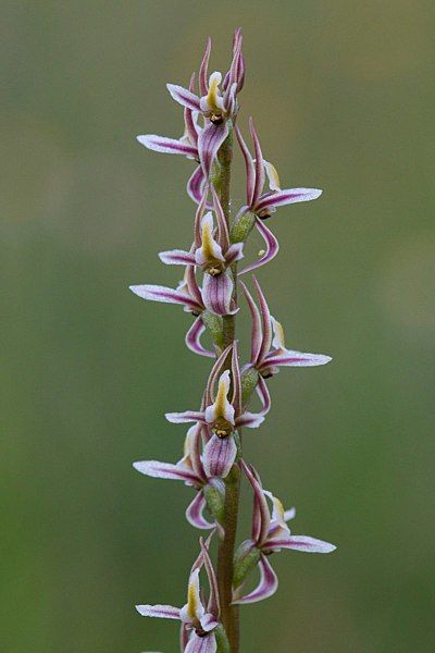 File:Prasophyllum petilum.jpg