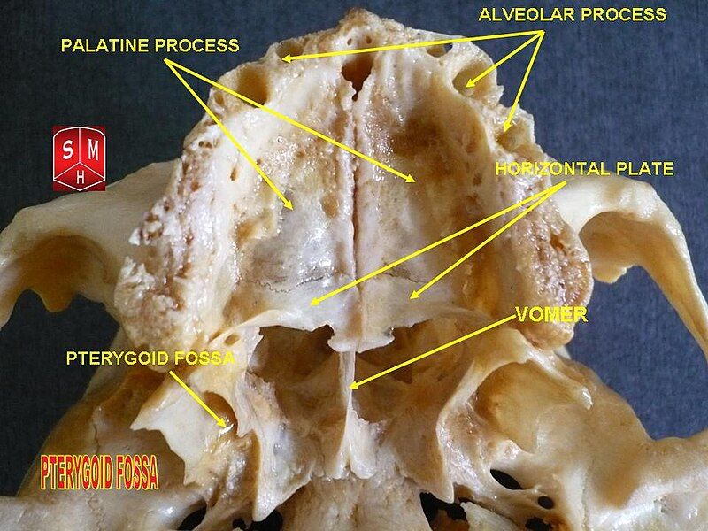 File:Pterygoid fossa.jpg