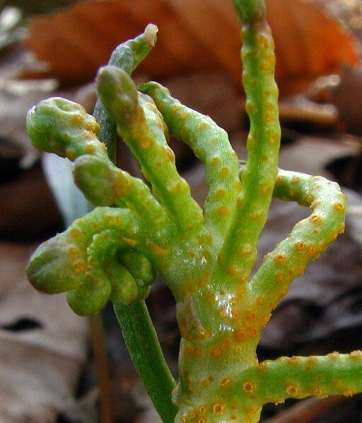 File:Puccinia mariae-wilsoniae crop.jpg