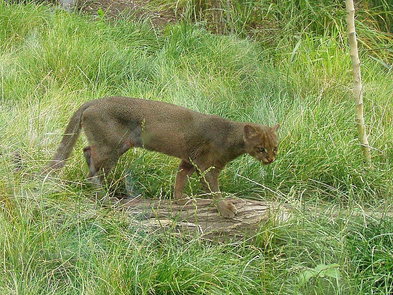 File:Puma yaguarondi.jpg