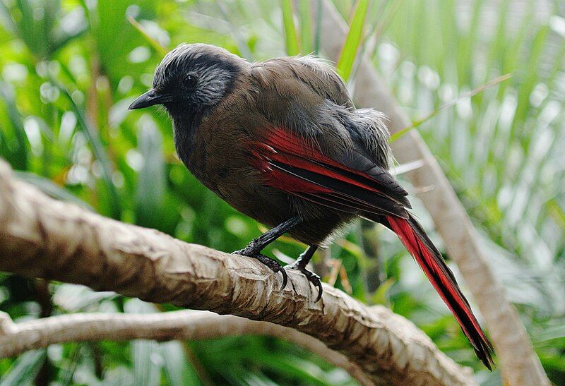 File:Red-winged Laughing Thrush.jpg