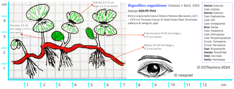 File:Regnellites nagashimae.png