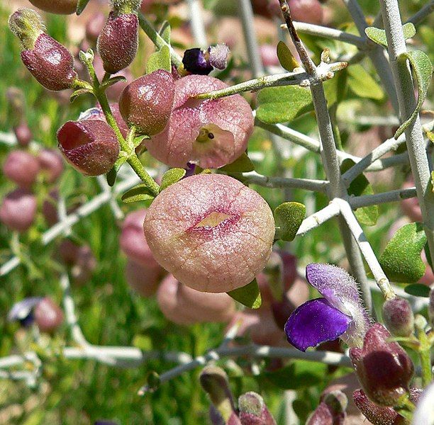 File:Salazaria mexicana 4.jpg