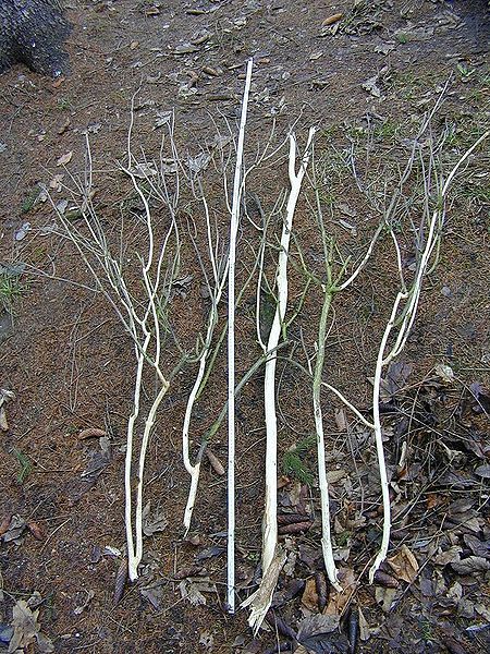 File:Sambucus nigra damage.jpg