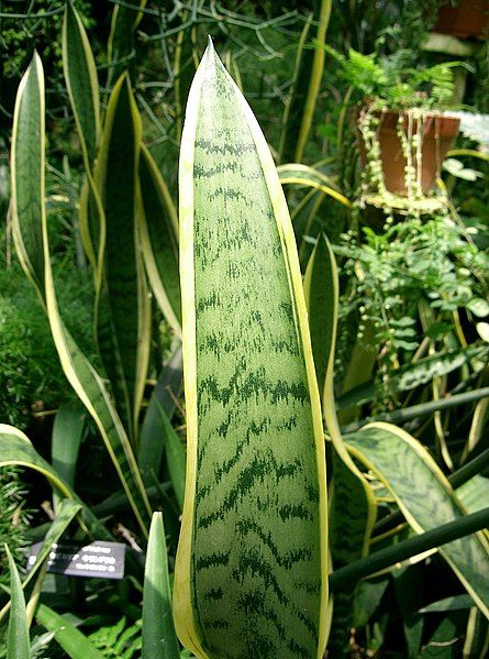 File:Sansevieria trifasciata2.jpg