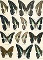 Graphium gelon and related species