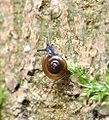 Shiny Glass Snail