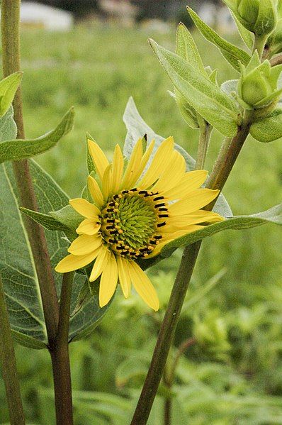 File:Silphium integrifolium 2.jpg