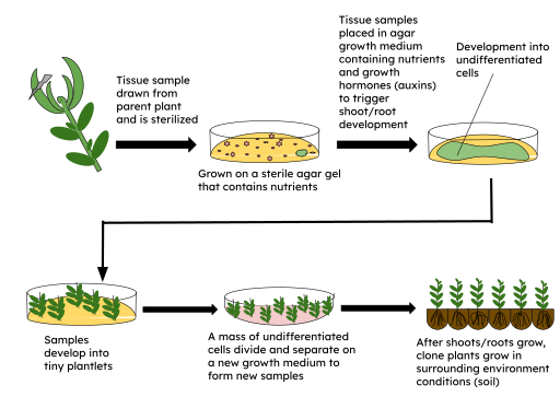 File:Simple micropropagation technique.svg