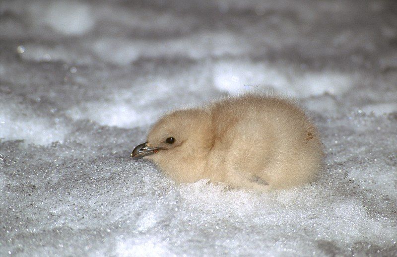 File:Skua chick.jpg