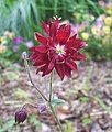 2 Aquilegia vulgaria hybrid cultivar, many strains have this double shape, plants hybridize readily and the purity of the strains is quickly lost when grown near other Aquilegia.