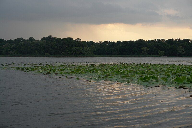 File:Snagov water lilies.jpg